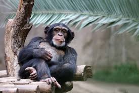 big monkey